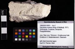 Foto (Objket + Etiketten) von Discutiolira moesica (Muţiu & Bădăluţă, 1971) 